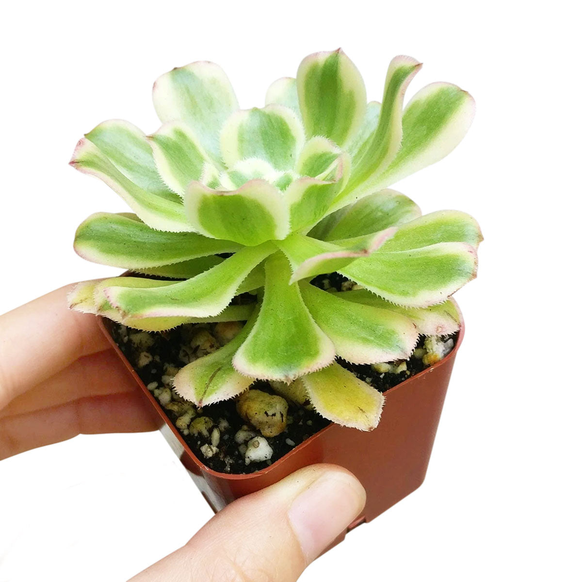 Aeonium Luteovariegatum