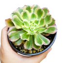 Aeonium Arboreum Luteovariegatum, succulents shop in California, Rare succulents, succulents store in CA, succulent care, monthly succulents, indoor succulents, how to grow succulents, Succulents shop near me, Aeonium Arboreum Luteovariegatum in California, How to grow Aeonium Arboreum Luteovariegatum