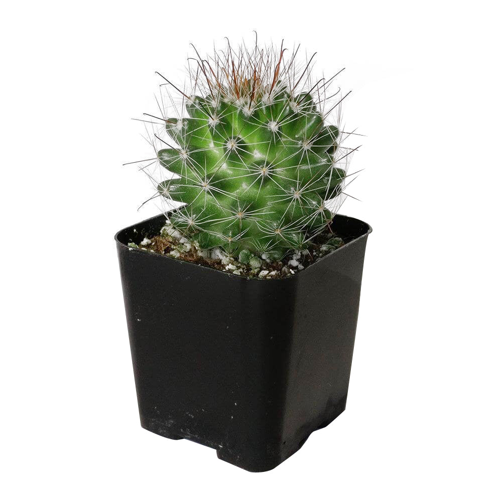 spiky succulent houseplant Mammillaria Fittkaui Cactus | Spiky Cactus | Succulent Care