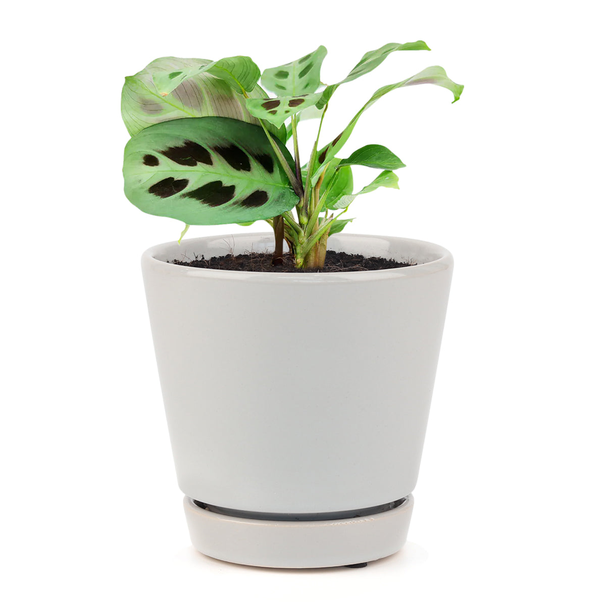 Maranta Green Prayer Plant, Rabbit Tracks for sale online, Easy to grow houseplants, Types of Colorful Foliage Plants, indoor houseplant, colorful foliage houseplant, Colorful Indoor Houseplant