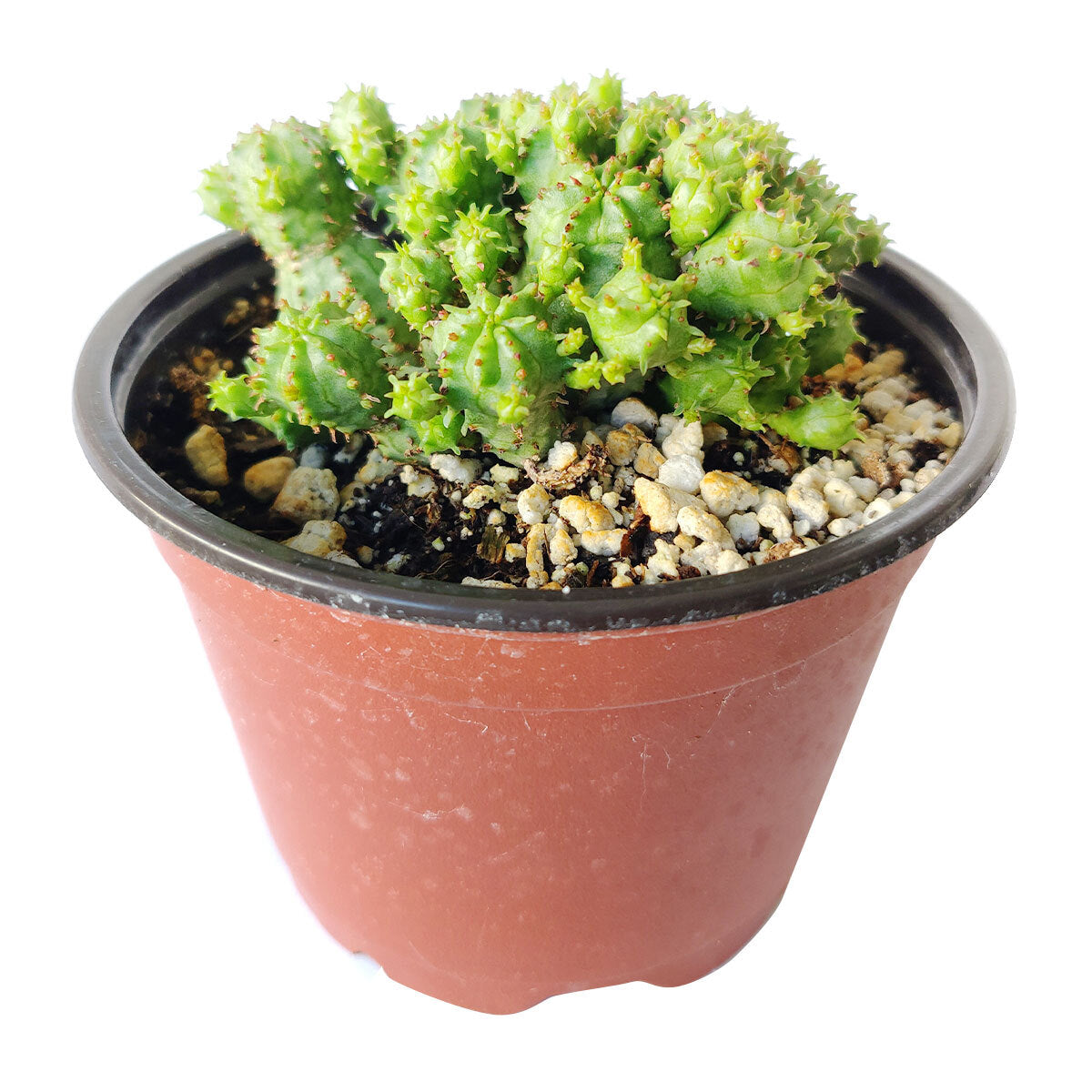 euphorbia monstrose succulent Euphorbia Monstrose Succulent