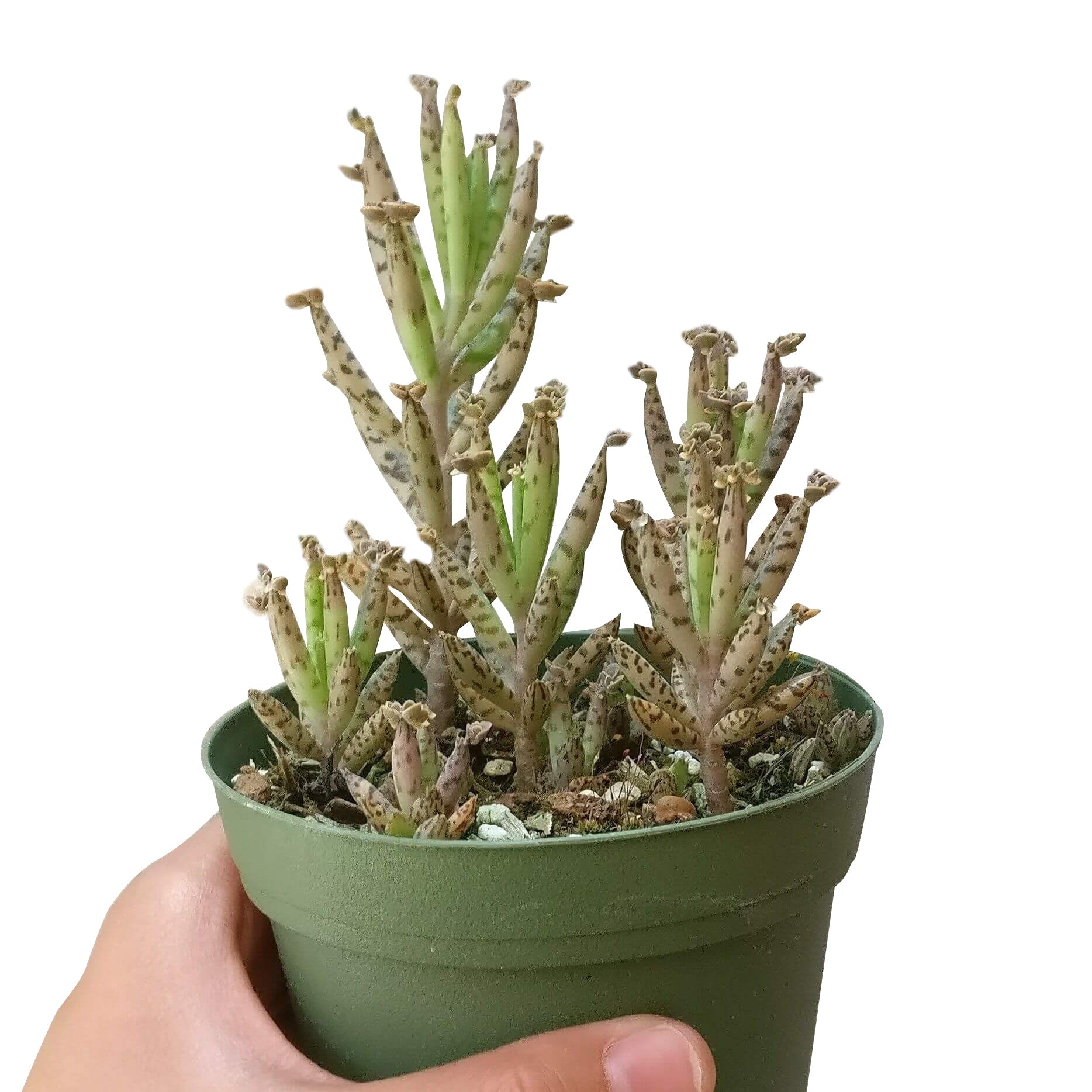 million plant succulent Mother of Millions Kalanchoe Bryophyllum Succulent for Sale