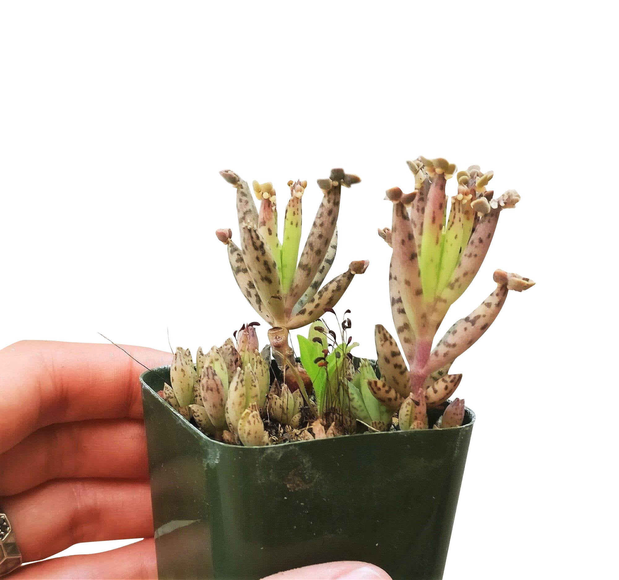 millionaire plant succulent Mother of Millions Kalanchoe Bryophyllum Succulent for Sale