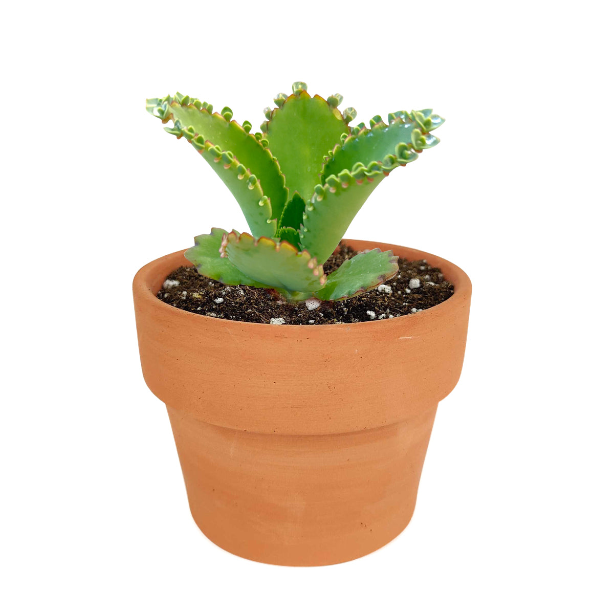 Mother of Thousands Kalanchoe