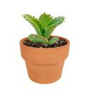 Mother of Thousands Kalanchoe