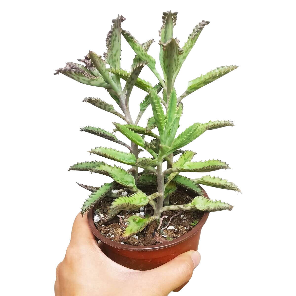 mother plant succulent Mother of Thousands Kalanchoe 2 inch / Bamboo Pot by Succulents Box