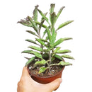 Mother of Thousands Kalanchoe, Rare succulents, succulent care, Succulents shop near me, Succulents, succulent care tips, cactus, monthly succulents, succulents store in CA, Mother of Thousands Kalanchoe in California, How to grow Mother of Thousands Kalanchoe