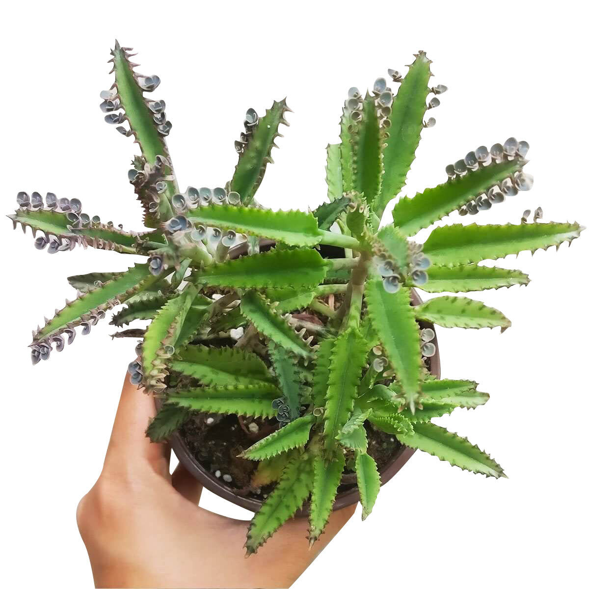 mother plant succulent Mother of Thousands Kalanchoe 2 inch / Bamboo Pot by Succulents Box
