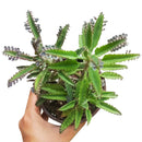 Mother of Thousands Kalanchoe, Rare succulents, succulent care, Succulents shop near me, Succulents, succulent care tips, cactus, monthly succulents, succulents store in CA, Mother of Thousands Kalanchoe in California, How to grow Mother of Thousands Kalanchoe