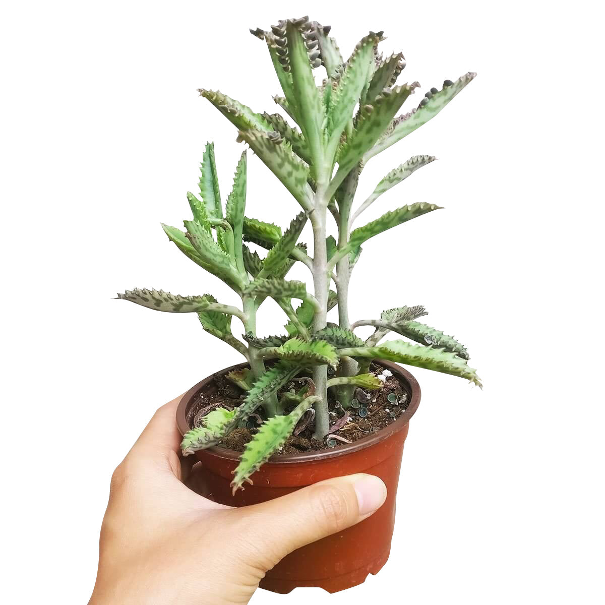 thousand succulent Mother of Thousands Kalanchoe 2 inch / Bamboo Pot by Succulents Box