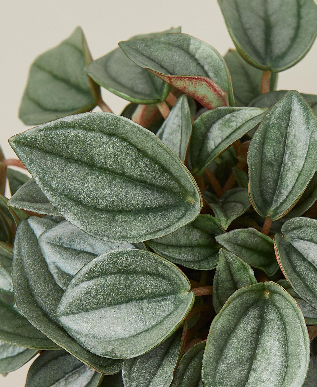 4 inch peperomia 'napoli nights' - 4" pot live houseplant for sale, deeply ridged silver-grey heart-shaped leaves in a dense rosette mound, striking two-tone coloration with contrasting leaf undersides, compact size ideal for small spaces, thrives in bright indirect light, a charming modern decor piece for any room, a lovely gift for beginners and collectors alike