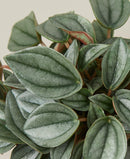 buy peperomia 'napoli nights' - 4" pot live houseplant 4 inch online, lush mound-forming growth habit with textured grey-green corrugated foliage, unique hybrid cultivar with radiator plant heritage, easy care and drought-tolerant semi-succulent leaves, suitable for terrariums and indoor plant groupings, a stylish and pet-safe housewarming or birthday gift