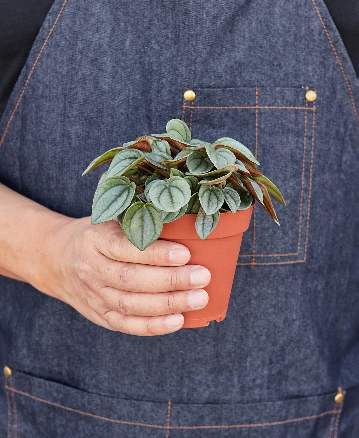 buy peperomia 'napoli nights' - 4" pot live houseplant 4 inch online, lush mound-forming growth habit with textured grey-green corrugated foliage, unique hybrid cultivar with radiator plant heritage, easy care and drought-tolerant semi-succulent leaves, suitable for terrariums and indoor plant groupings, a stylish and pet-safe housewarming or birthday gift