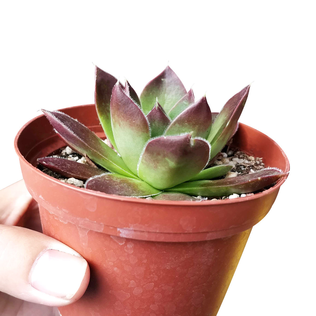 mahogany indoor plant Sempervivum Mahogany Houseleek Succulent & Care Guide | Unique Succulent Gift