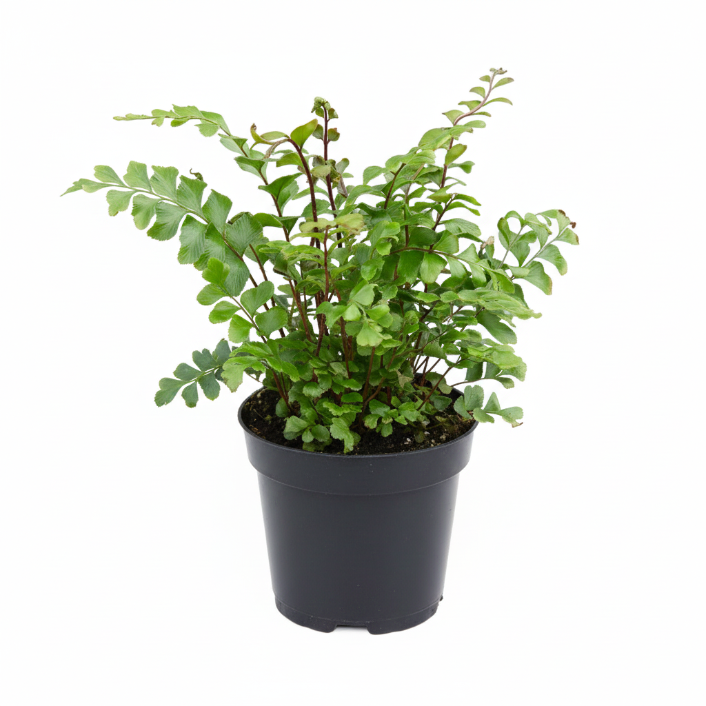 Mahogany Fern (Didymochlaena truncatula) in a black plastic pot, showing the dark, woody green mature fronds contrasting with the deep mahogany-brown new growth
