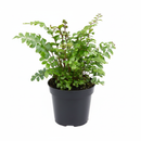 Mahogany Fern (Didymochlaena truncatula) in a black plastic pot, showing the dark, woody green mature fronds contrasting with the deep mahogany-brown new growth
