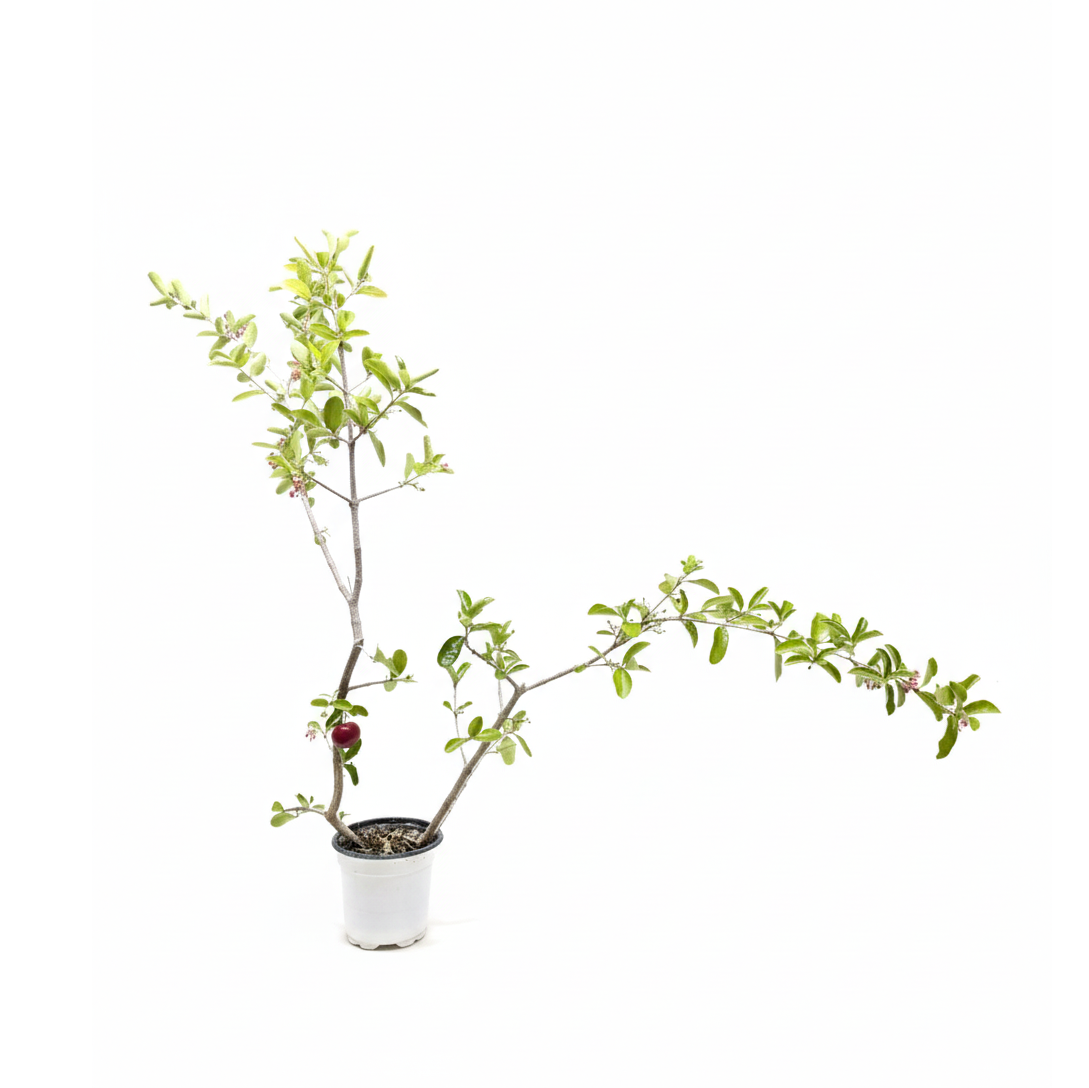 4 inch Malpighia Barbados Cherry, buy cherry plants online, Malpighia Barbados Cherry for sale