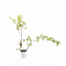8 inch Malpighia Barbados Cherry, large houseplants for sale, buy Malpighia Barbados Cherry online