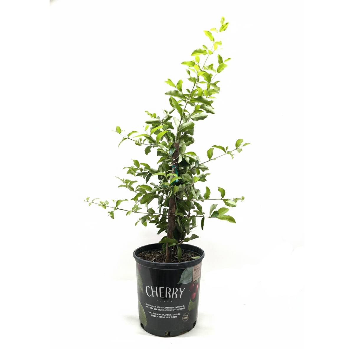 8 inch Malpighia Barbados Cherry, large houseplants for sale, buy Malpighia Barbados Cherry online