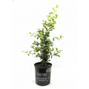 8 inch Malpighia Barbados Cherry, large houseplants for sale, buy Malpighia Barbados Cherry online