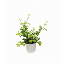 8 inch Malpighia Barbados Cherry, large houseplants for sale, buy Malpighia Barbados Cherry online