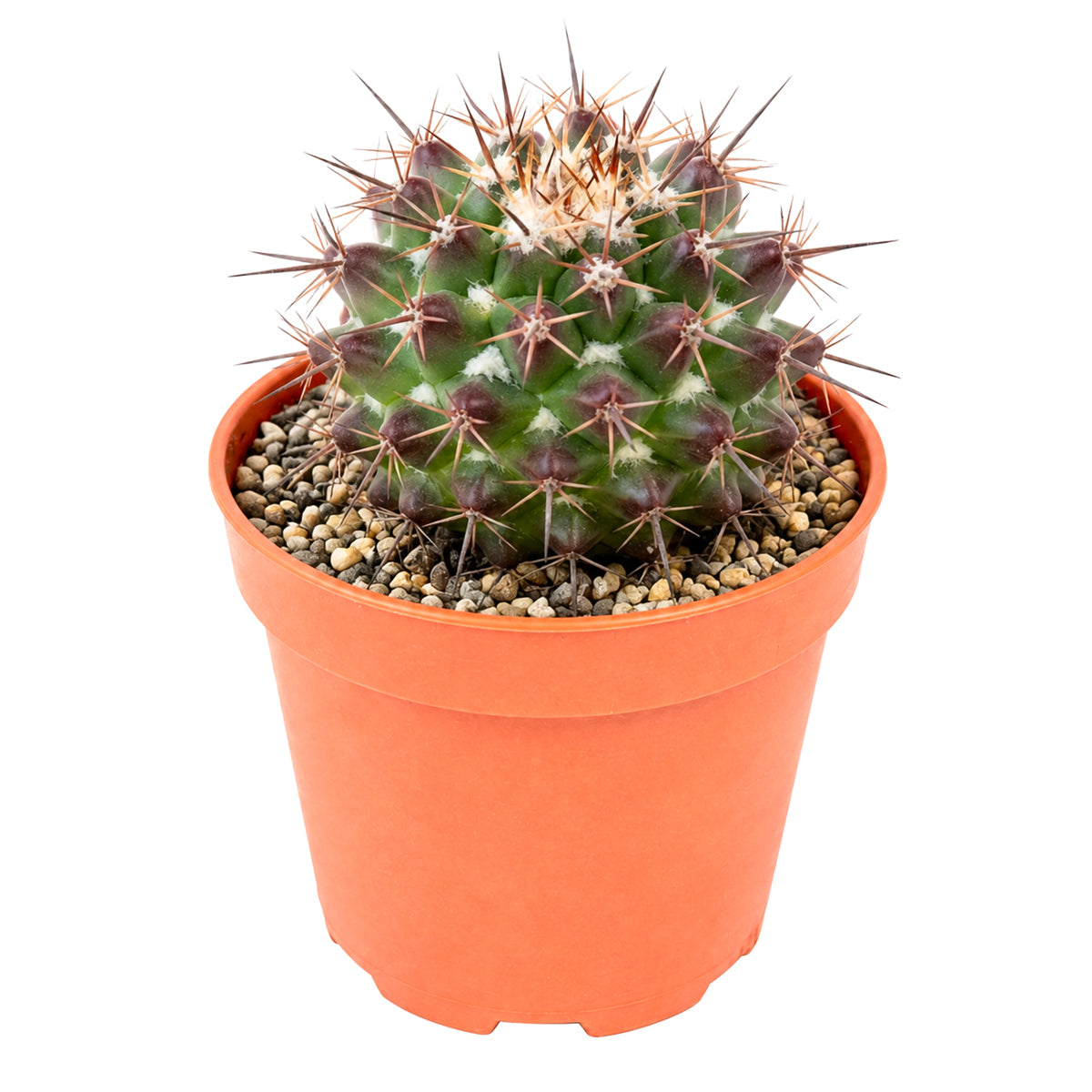 Buy 4" Mammillaria grusonii f. papasquiarensis online. This collectible Mammillaria is prized for its distinctive form and beautifully patterned spines that make every specimen unique. It grows well with bright light, good airflow, and a fast-draining cactus mix. Perfect for expanding a rare cactus collection or creating an eye-catching indoor display.