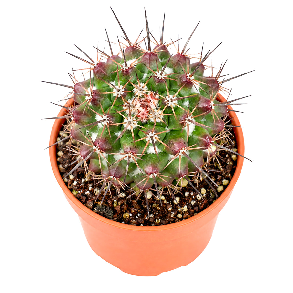 4" Mammillaria grusonii f. papasquiarensis for sale. Featuring a balanced globe-shaped body and attractive spine coverage, this cactus adds texture and elegance to any collection. It prefers a sunny location, gritty soil, and infrequent watering throughout the growing season. An ideal choice for both beginner growers and experienced cactus enthusiasts.