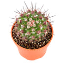 2" Mammillaria grusonii f. papasquiarensis for sale. Admired for its symmetrical growth and intricate spine pattern, this cactus brings character and natural beauty to any space. It grows best in a gritty cactus mix with plenty of light and minimal watering. Perfect for collectors and anyone who appreciates rare miniature cacti.