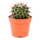 2" Mammillaria grusonii f. papasquiarensis for sale. Admired for its symmetrical growth and intricate spine pattern, this cactus brings character and natural beauty to any space. It grows best in a gritty cactus mix with plenty of light and minimal watering. Perfect for collectors and anyone who appreciates rare miniature cacti.