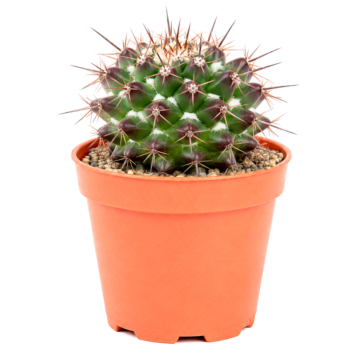 Buy 2" Mammillaria grusonii f. papasquiarensis online. This charming cactus stands out with its neatly arranged tubercles and striking white spines that give it a sculptural look. It prefers bright conditions, excellent drainage, and light watering after the soil has dried completely. An excellent choice for succulent arrangements or as a standout specimen in any cactus collection.