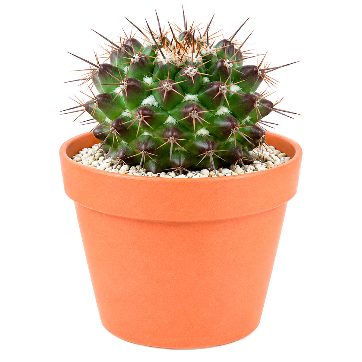 2" Mammillaria grusonii f. papasquiarensis for sale. Admired for its symmetrical growth and intricate spine pattern, this cactus brings character and natural beauty to any space. It grows best in a gritty cactus mix with plenty of light and minimal watering. Perfect for collectors and anyone who appreciates rare miniature cacti.