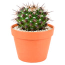 2" Mammillaria grusonii f. papasquiarensis for sale. Admired for its symmetrical growth and intricate spine pattern, this cactus brings character and natural beauty to any space. It grows best in a gritty cactus mix with plenty of light and minimal watering. Perfect for collectors and anyone who appreciates rare miniature cacti.