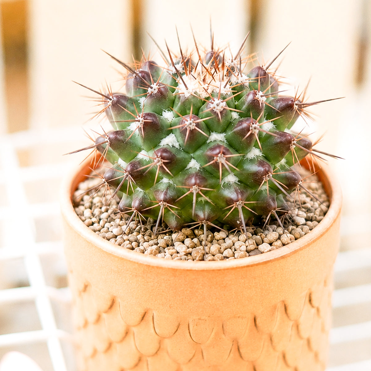 
Buy 2" Mammillaria grusonii f. papasquiarensis online. This unique cactus features a compact rounded shape covered in dense spines that create a beautiful textured appearance. It thrives in bright, indirect light with well-draining soil and occasional watering. A wonderful addition to cactus collections, sunny windowsills, or modern indoor plant displays.