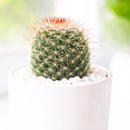 2 inch Mammillaria Limonensis, green succulents, indoor succulents, succulent care guide, buy succulents online
