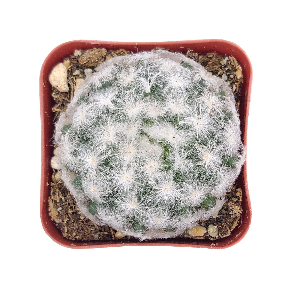 Mammillaria Plumosa 'Feather Cactus', monthly succulents, succulent care, succulent care guide, Succulents shop near me, indoor succulents, succulents garden, cactus, succulent subscription, Mammillaria Plumosa 'Feather Cactus' in California, How to grow Mammillaria Plumosa 'Feather Cactus' , cactus, cactus succulent, succulent cactus, cacti, cactus and succulents, succulents box, succulent shop, buy succulents online
