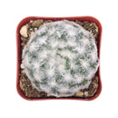 Mammillaria Plumosa 'Feather Cactus', monthly succulents, succulent care, succulent care guide, Succulents shop near me, indoor succulents, succulents garden, cactus, succulent subscription, Mammillaria Plumosa 'Feather Cactus' in California, How to grow Mammillaria Plumosa 'Feather Cactus' , cactus, cactus succulent, succulent cactus, cacti, cactus and succulents, succulents box, succulent shop, buy succulents online