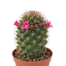 Mammillaria backebergiana ssp. ernestii