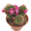 Mammillaria backebergiana ssp. ernestii