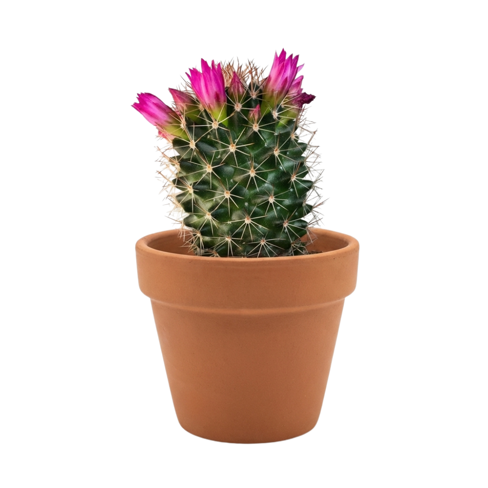 Mammillaria backebergiana ssp. ernestii