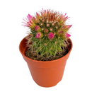 Mammillaria backebergiana ssp. ernestii
