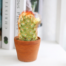 2 inch Mammillaria elongata 'Copper King', green succulents, indoor succulents, succulent care guide, buy succulents online