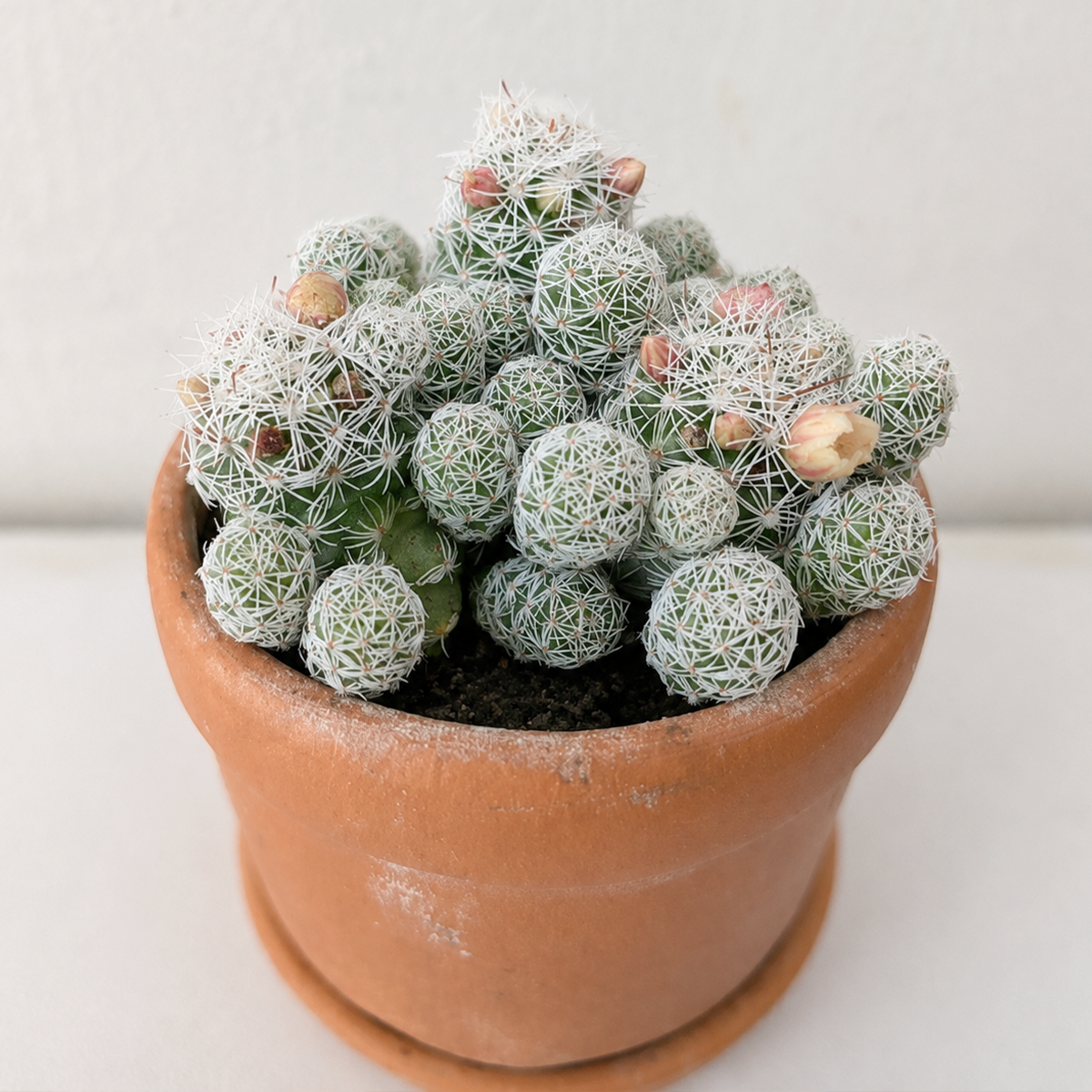 Buy Thimble Cactus - Mammillaria gracilis fragilis live plant online. This charming cactus forms clusters of small, rounded stems covered with fine white spines. Easy to care for, it thrives in bright light, well-draining soil, and requires minimal watering.
