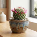 Custom plant pot with personalized image, personalized flower pot with live plant, custom photo plant pot, personalized planter with plant of your choice, custom printed ceramic planter, personalized succulent pot, custom image flower pot gift, custom photo planter for houseplants