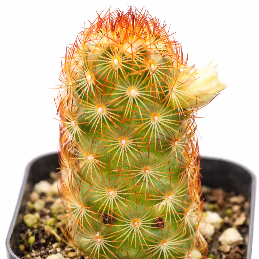 2 inch Mammillaria elongata 'Copper King', green succulents, indoor succulents, succulent care guide, buy succulents online
