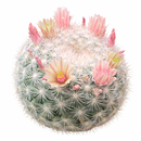 Mammilloydia candida Snowball Cactus for Decor Ideas, Mammilloydia candida Snowball Cactus Easy to Care for, Best Plant for Beginners, Buy 4 inch Mammilloydia candida Snowball Cactus online
