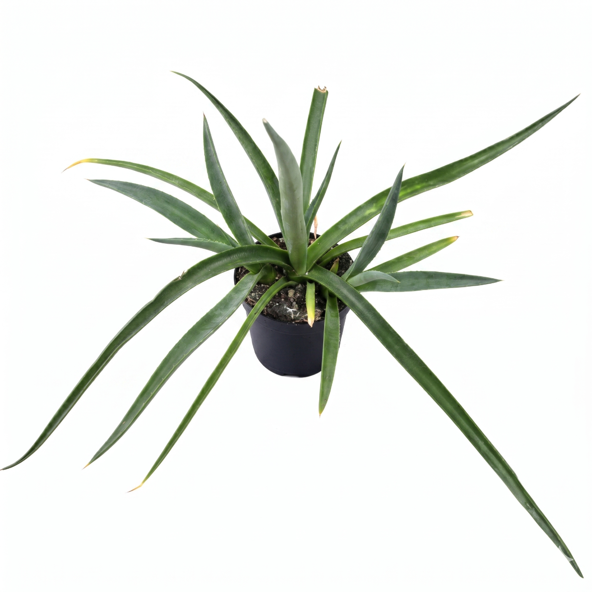 bad hair day succulent Mangave Bad Hair Day Rare Architectural Succulent Easy Care 4 inch / Bamboo Pot by Succulents Box
