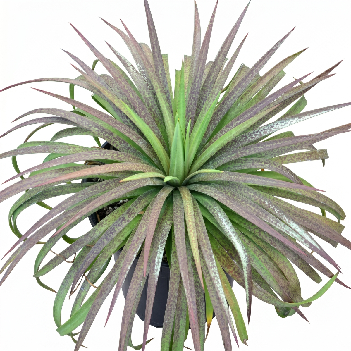 1.5 inch Mangave 'Bad Hair Day' plug for sale, Mangave Bad Hair Day creative housewarming gift plant for quirky decor lovers, Mangave Bad Hair Day drought tolerant low maintenance succulent for indoor outdoor use