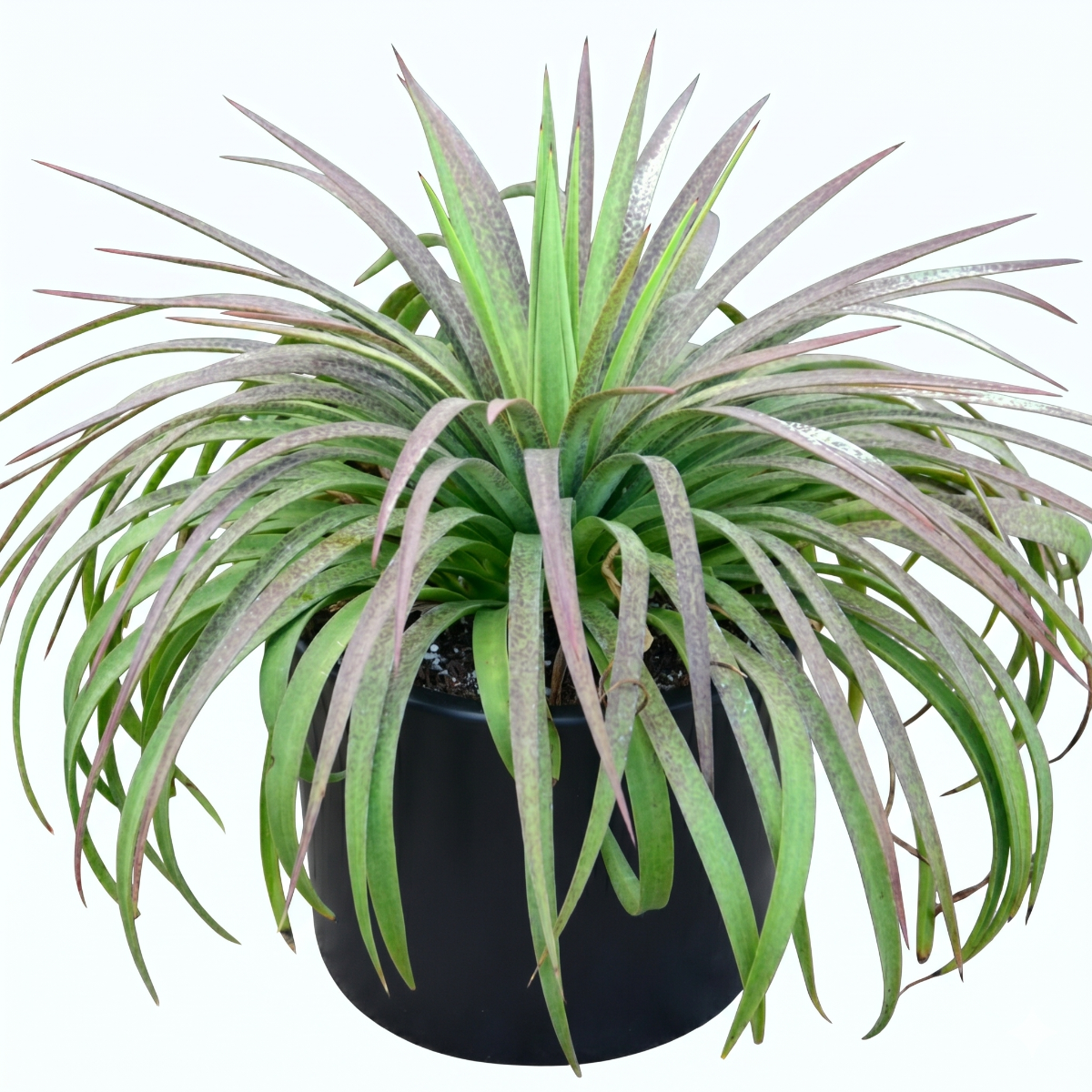 Buy Mangave 'Bad Hair Day' 1.5 inch plug online, Mangave Bad Hair Day creative housewarming gift plant for quirky decor lovers, Mangave Bad Hair Day rare succulent with dramatic curling leaves ornamental plant