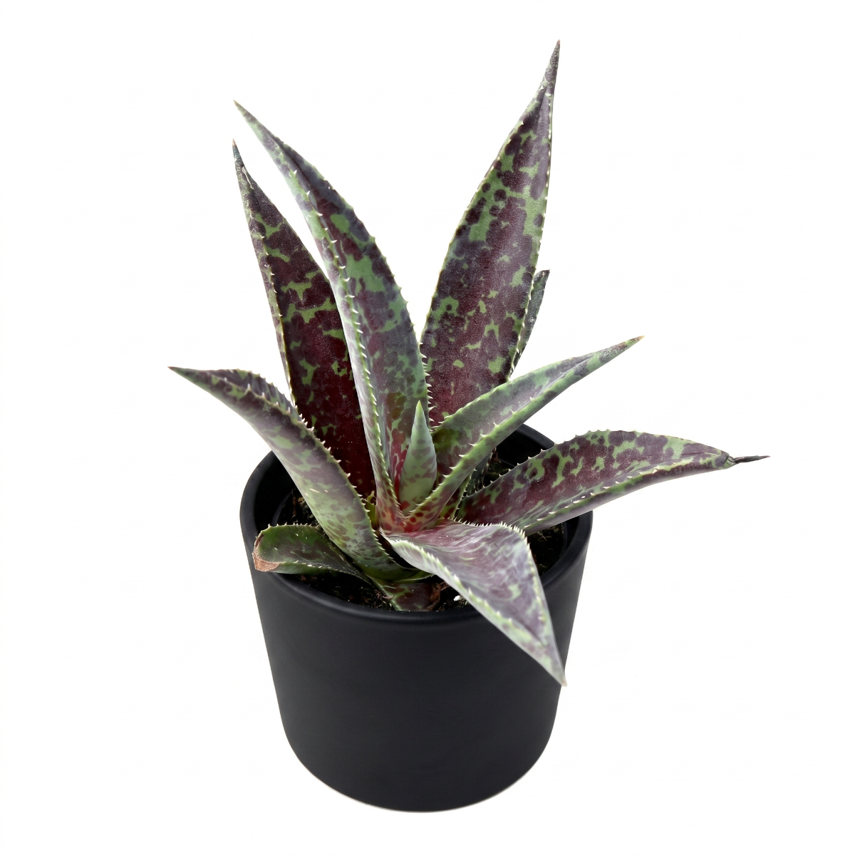 Mangave 'Blazing Saddles' 1.5 inch plug for sale, Mangave Blazing Saddles compact sculptural succulent for desk shelf indoor styling, Mangave Blazing Saddles rare collector plant with intense color contrast foliage