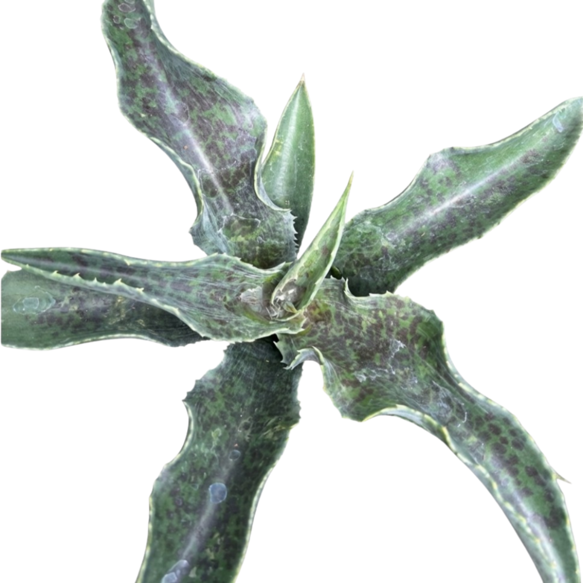 Close-up of a Mangave 'Catch a Wave', green succulents, indoor succulents, succulent care guide, buy succulents online